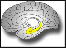 ataca-al-cerebro